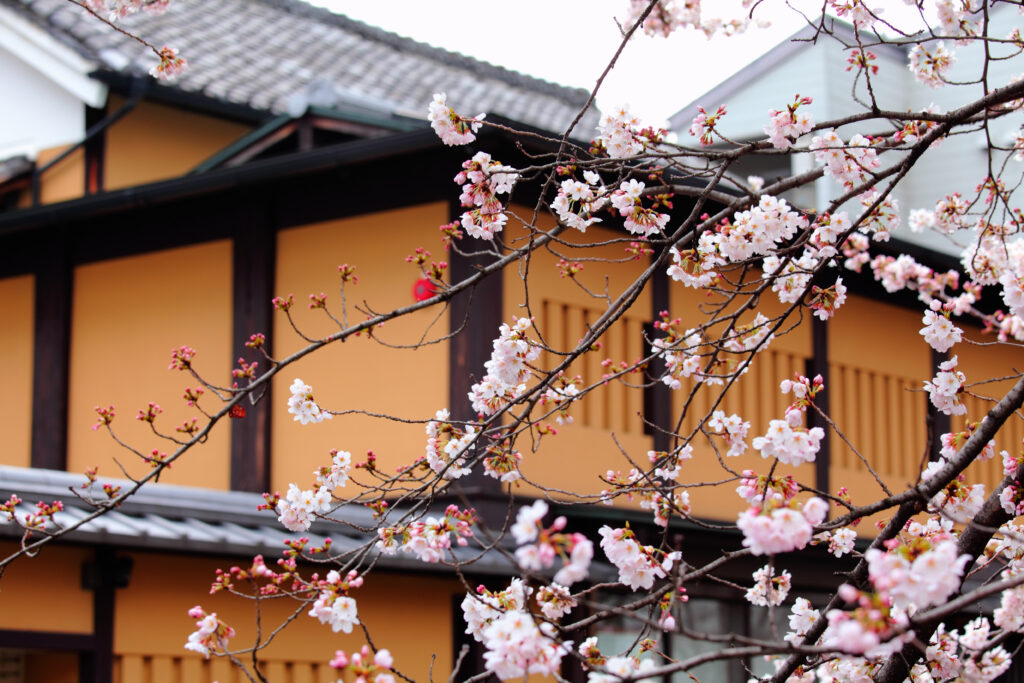 Sakura tree and traditional japanese house